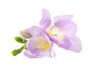 Fototapeta na wymiar Beautiful freesia with fragrant flowers on white background