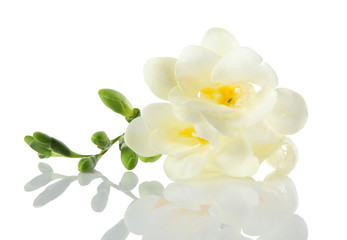 Beautiful freesia with fragrant flowers on white background