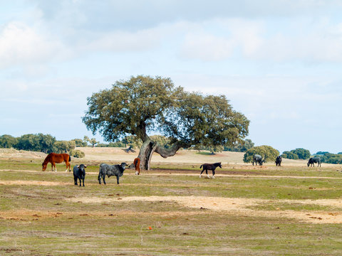 Horses and cows of morucha race grazing together in the dehesa in Salamanca (Spain). Ecological extensive livestock concept.