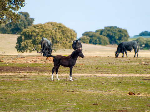 Horses and cows of morucha race grazing together in the dehesa in Salamanca (Spain). Ecological extensive livestock concept.