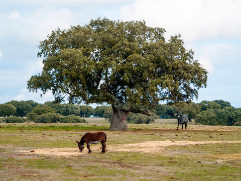 Donkey and cows of morucha race grazing together in the dehesa in Salamanca (Spain). Ecological extensive livestock concept.