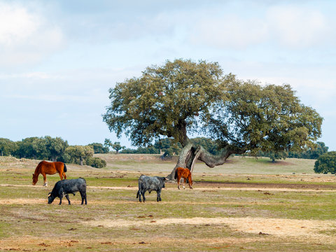 Horses and cows of morucha race grazing together in the dehesa in Salamanca (Spain). Ecological extensive livestock concept.