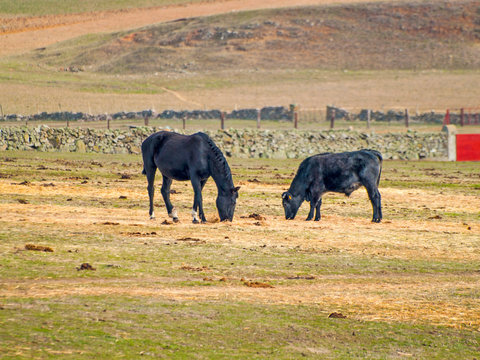 Horses and cows of morucha race grazing together in the dehesa in Salamanca (Spain). Ecological extensive livestock concept.