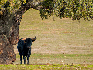 Fighting bulls in the dehesa in Salamanca (Spain). Ecological extensive livestock concept
