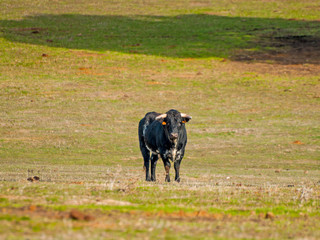 Fighting bulls in the dehesa in Salamanca (Spain). Ecological extensive livestock concept
