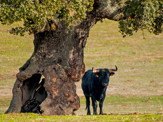 Fighting bulls in the dehesa in Salamanca (Spain). Ecological extensive livestock concept