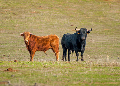 Fighting bulls in the dehesa in Salamanca (Spain). Ecological extensive livestock concept