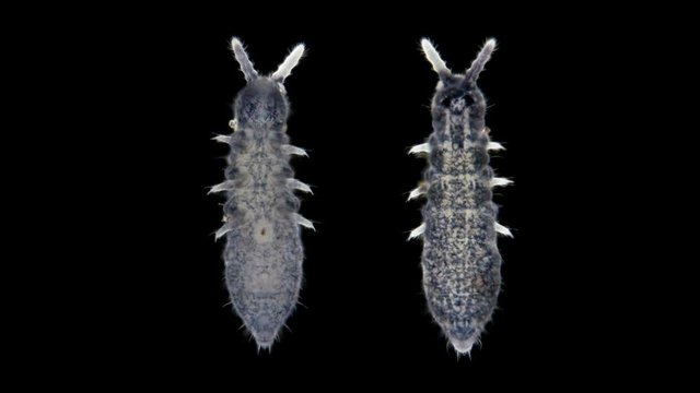 insect Collembola is a subclass of Arthropoda, lives in soil, trees, algae in a pond, some species of pests, an insect of the family Onychiuroidea , upper and lower part, under a microscope 4K