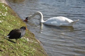 Białe łabędzie © Iwona