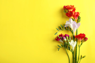 Beautiful freesia flowers on color background, top view. Space for text