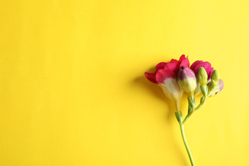 Obraz premium Beautiful freesia flower on color background, top view. Space for text