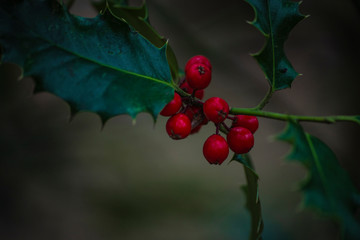 red berries on branch