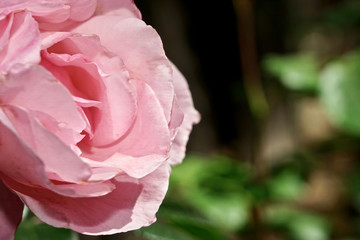 The beauty of flowers