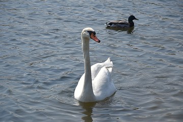 Białe łabędzie © Iwona