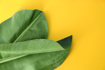 Fresh green banana leaves on color background, flat lay with space for text. Tropical foliage