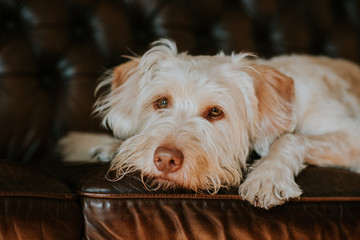 Hund Mischlingshündin auf der Couch