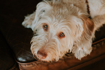 Hund Mischlingshündin auf der Couch