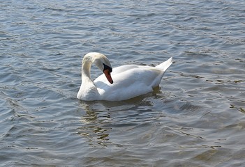 Białe łabędzie © Iwona