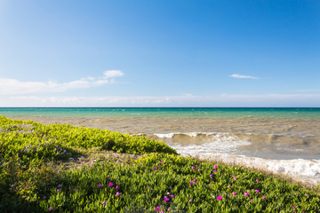 grass flowers and a dirty sea with waves on a clear spring day