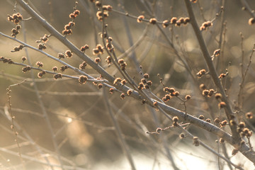frost on the branches