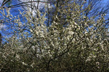 Spring - Blooming blackthorn (Prunus spinosa), Germany