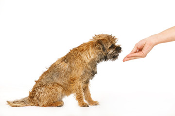 small dog learns to execute commands for food