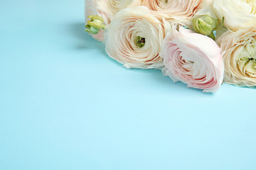 Ranunculus flowers on color background, space for text