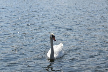 Białe łabędzie © Iwona