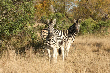 Steppenzebra / Burchell´s Zebra / Equus burchellii