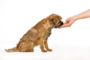 small dog learns to execute commands for food