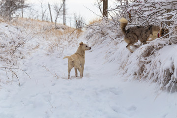 Vital activity of feral dogs in the winter forest. Hierarchical relationships in the pack.