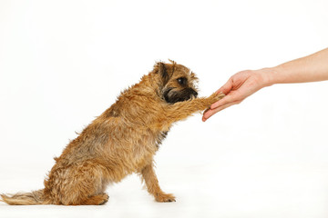 beautiful little dog is giving  paw for food
