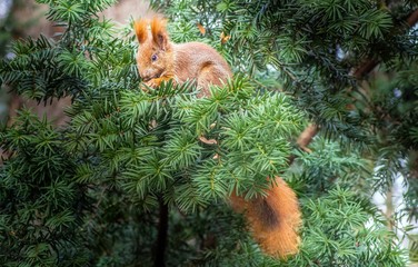 ruda wiewiórka na gałęzi cisu © Henryk Niestrój