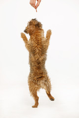 beautiful little dog is dancing for food