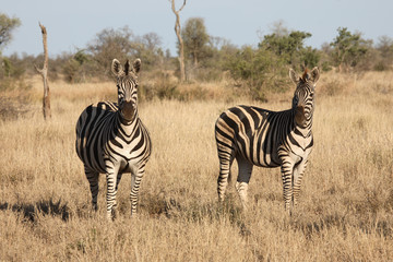 Obraz premium Steppenzebra / Burchell´s Zebra / Equus burchellii