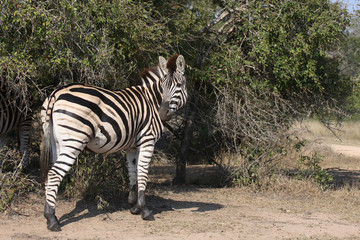 Fototapeta na wymiar Steppenzebra / Burchell´s Zebra / Equus burchellii