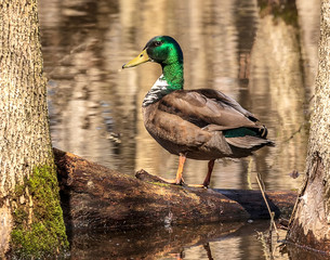 A Drake, a male male mallard duck poring for the camera. 