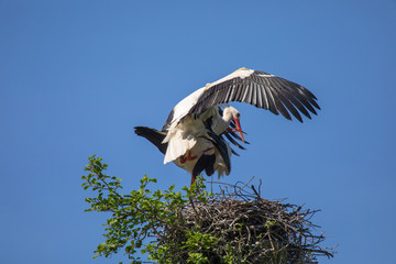 Weißstörche bei der Paarung 53