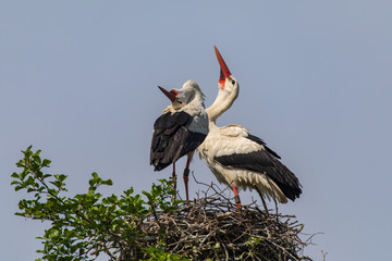 Weißstorchenpaar 22