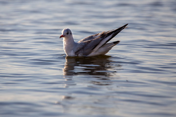 Black-headed gull in Albufera de Valencia at sunset.