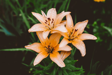 Beautiful flowering cream lily in macro. Amazing picturesque wet blooming orange flower closeup. Raindrops on colorful plant. Wonderful european perfume flower with dew drops. Droplets on beige petals
