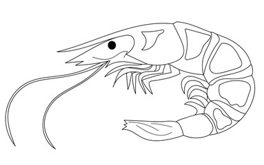 Shrimp in the form of a silhouette of thin lines. Paint, Japanese cuisine. Isolated illustration on white background.