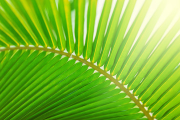 Fototapeta premium palm leaf pattern, summertime background