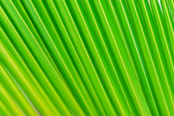 Obraz premium palm leaf pattern, summertime background