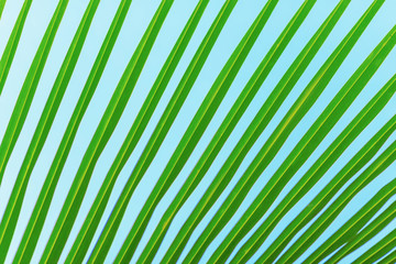 palm leaf pattern, summertime background
