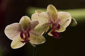 Fototapeta na wymiar Orquídea phalaenopsis