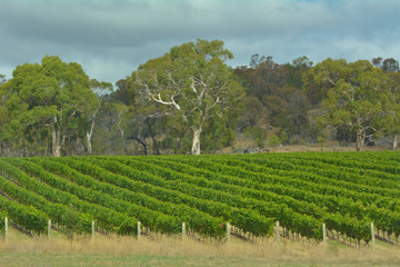 Fototapeta na wymiar Vineyard landscape in Tasmania Australia