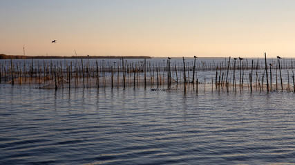 Black-headed gulls and sunset in Albufera of Valencia, Valencia, Spain.