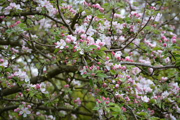 Pommier en fleurs, printemps 2019