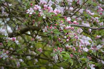 Pommier en fleurs, printemps 2019